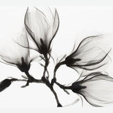 Cuadro Magnolia