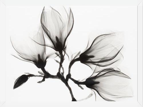Cuadro Magnolia