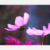 Cuadro Pink Cosmo