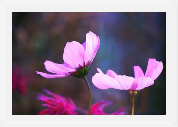 Cuadro Pink Cosmo