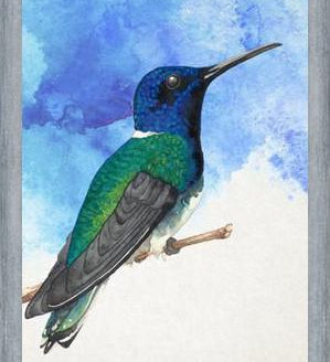 Enmarcado Colibrí azul