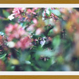 Cuadro Flores e insectos Nº6