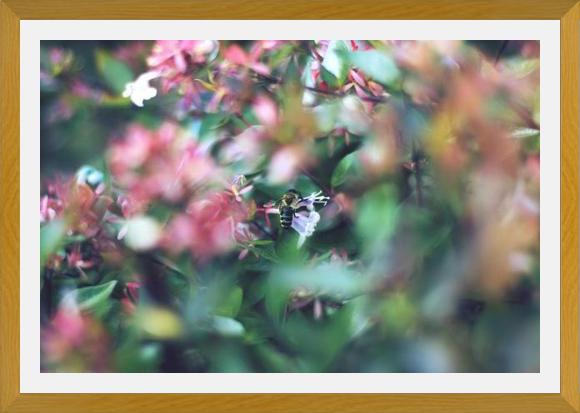 Cuadro Flores e insectos Nº6