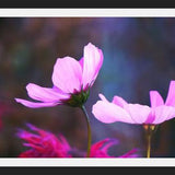 Cuadro Pink Cosmo