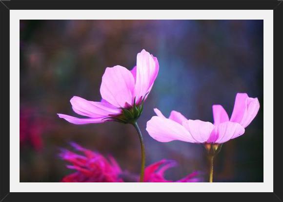 Cuadro Pink Cosmo