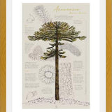Cuadro Infografía Araucaria