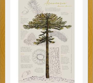 Cuadro Infografía Araucaria