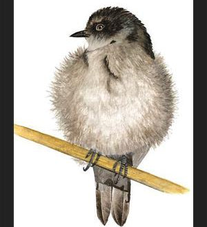 Cuadro Golondrina bebé