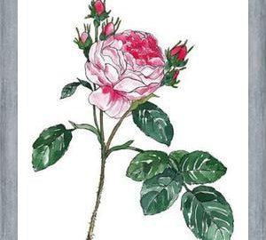 Cuadro Rosa I