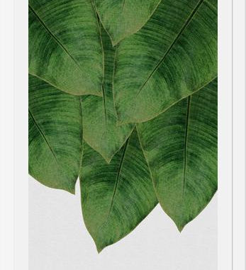 Cuadro Banana Leaf III