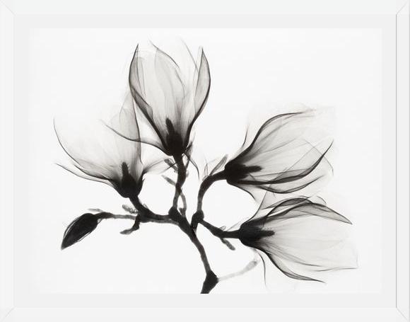 Cuadro Magnolia