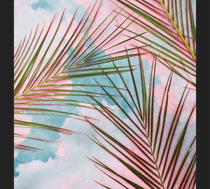 Cuadro Palms + Sky