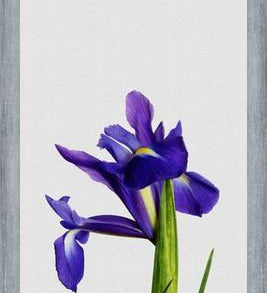 Cuadro Iris Still Life
