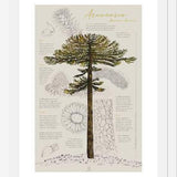 Cuadro Infografía Araucaria