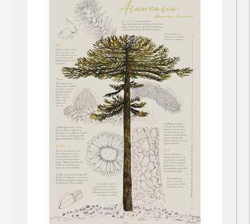 Cuadro Infografía Araucaria
