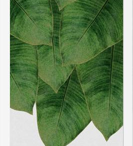 Cuadro Banana Leaf III