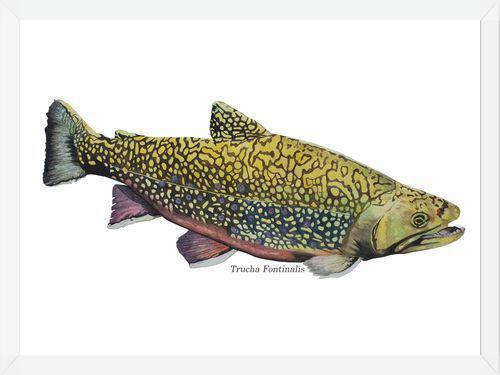 Cuadro Trucha Fontinalis