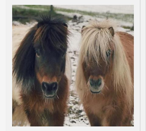 Cuadro Mini Horses in the Snow