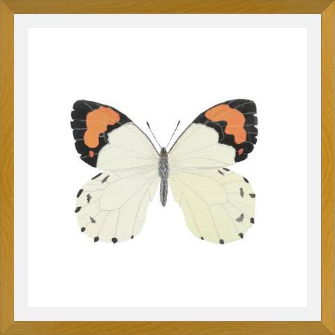 Cuadro Mariposa eroesa