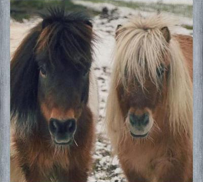 Cuadro Mini Horses in the Snow