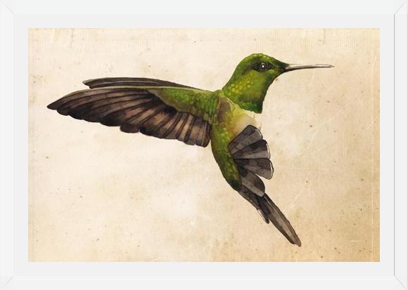 Cuadro Colibrí Verde Acuarela