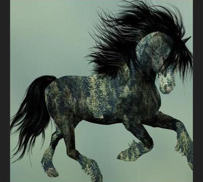 Cuadro Horse Exposure