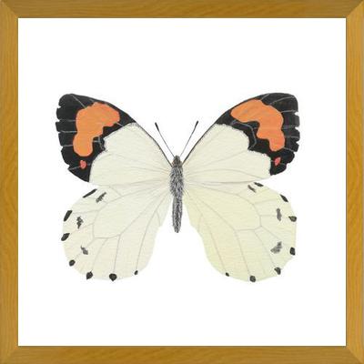Cuadro Mariposa eroesa