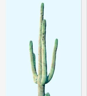Cuadro Loner Cactus