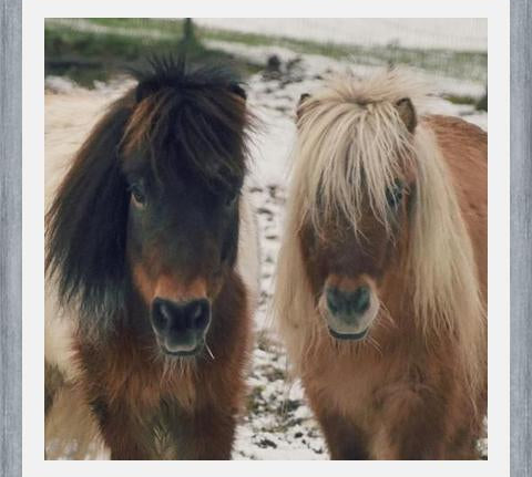 Cuadro Mini Horses in the Snow