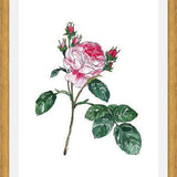 Cuadro Rosa I