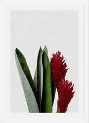 Cuadro Red Flower