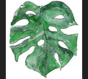 Cuadro Hoja Monstera