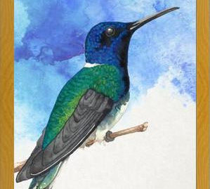 Enmarcado Colibrí azul