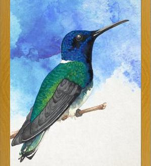 Enmarcado Colibrí azul