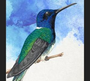 Enmarcado Colibrí azul