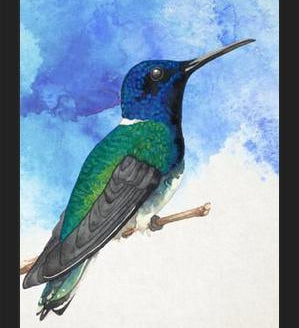 Enmarcado Colibrí azul