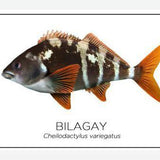 Cuadro Colección Especies de Peces Chilenos: Bilagay