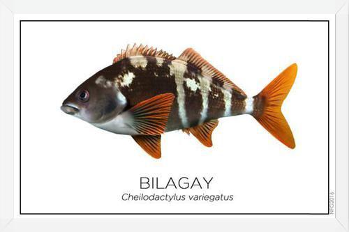 Cuadro Colección Especies de Peces Chilenos: Bilagay