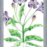 Cuadro alstroemeria