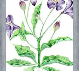 Cuadro alstroemeria
