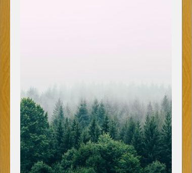 Cuadro The Fog And The Forest I