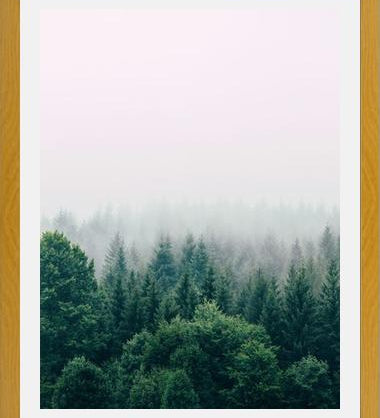 Cuadro The Fog And The Forest I