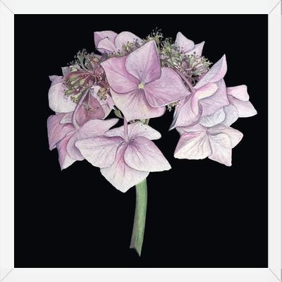 Cuadro Hortensia rosada