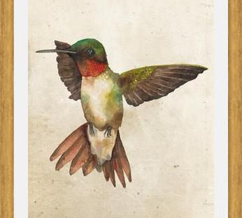 Enmarcado Colibrí Acuarela