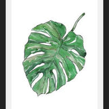 Cuadro Monstera Deliciosa