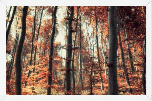 Cuadro Bosque de otoño