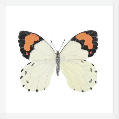Cuadro Mariposa eroesa