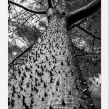 Cuadro Arbol