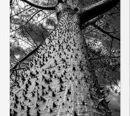 Cuadro Arbol