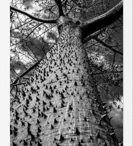 Cuadro Arbol